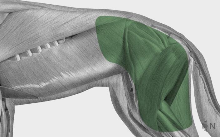 Extremitäten NOVAFON